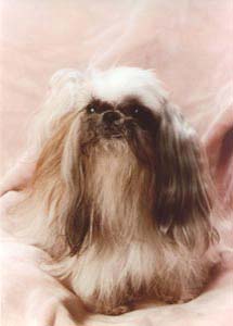 Shih Tzu Olive image