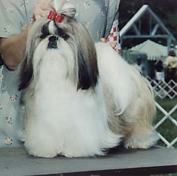 Shih Tzu Richie Rich image