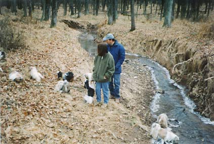 Shih Tzu dogs in woods