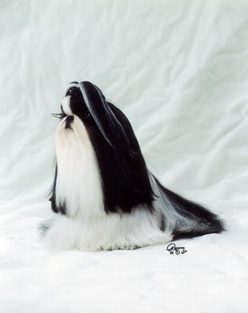 Shih Tzu IMO image