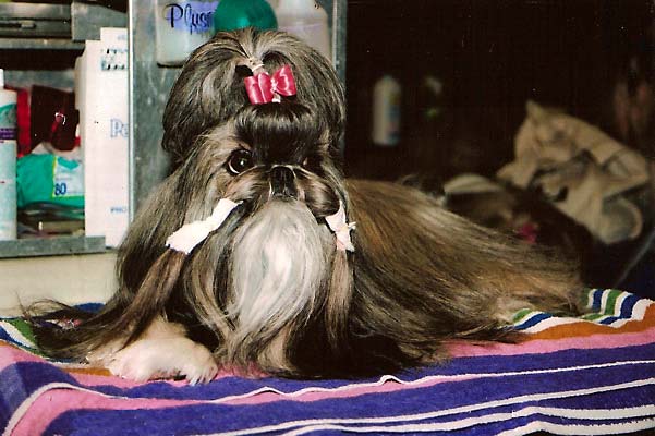 happy grove shih tzu olive s grove shih tzu photos 5 happy grove shih tzu olive s grove shih tzu photos 5